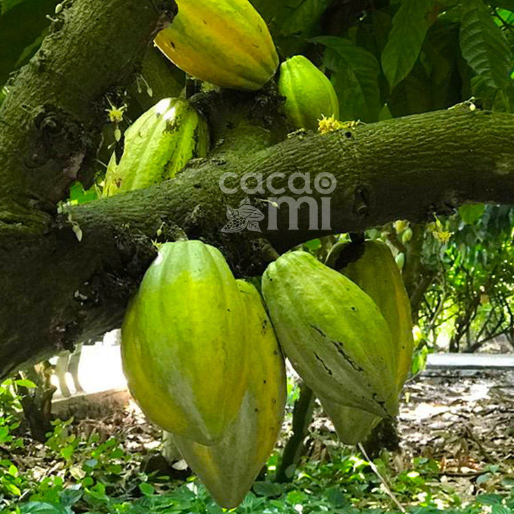 Cây Cacao